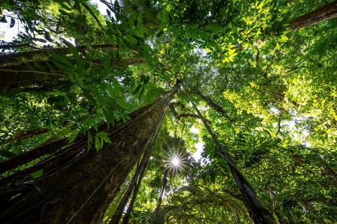 Dense vegetation in the tropical rainforest, roots of a strangler fig on a tree, view upwards, Sun