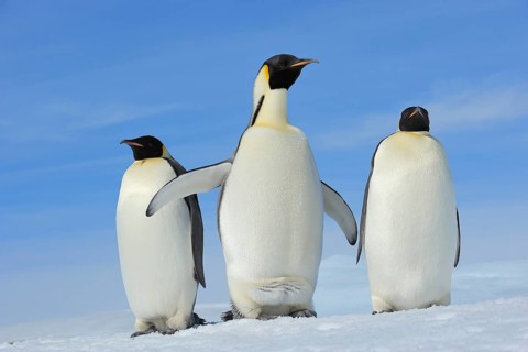 Emperor penguins (Aptenodytes forsteri), Adult Spreading Wings, Snow Hill Island, Antartic