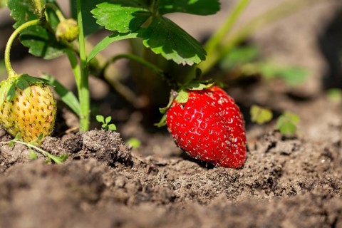 Close-up of a ripe strawberry in your own garden