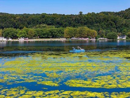 Ruhrverband mowing boat in action against waterweed, Elodea, an invasive species, green carpet of