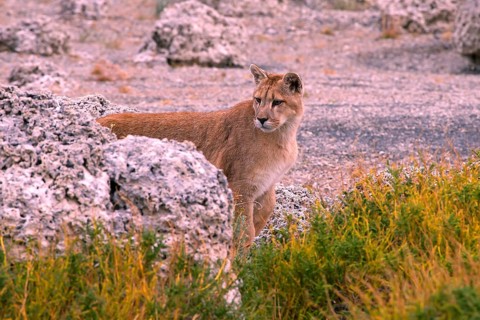 Cougar (Felis concolor patagonica) wbl. Torres del Paine NP, Chile, Torres del Paine NP, South
