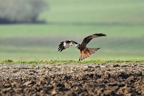 Red Kite, Red Kite, Montagu's Harrier, Montagu's Harrier (Milvus milvus), approaching a field,