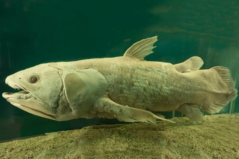West indian ocean coelacanth (Latimeria chalumnae), Natural History Museum, opened 1889, Vienna,