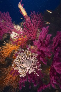 A blaze of colour in the mediterranean basket star (Astrospartus mediterraneus) in the