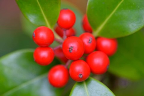 European holly (Ilex aquifolium), branch with red fruits, Moselle, Rhineland-Palatinate, Germany,