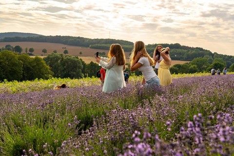Lavender fields in East Westphalia Lippe, OWL, near the village of Fromhausen, near Detmold, the