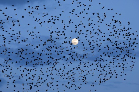 Flock of starlings in flight in front of full moon, Switzerland, Europe