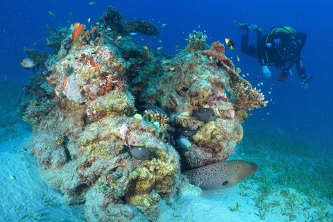 Diver looking at coral block with giant moray (Gymnothorax javanicus), dive site House Reef,