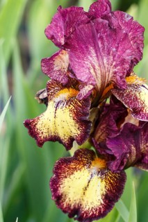 Beautiful multicolored iris flower bloom in the garden. Close up, fragility and summer concept