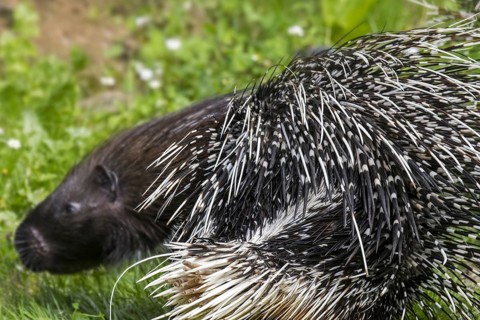 Crested porcupine (Hystrix cristata) close up of quills, native to Italy, North Africa and