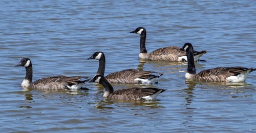 Canada goose flock, family group of Canadian geese (Branta canadensis) with juveniles swimming in