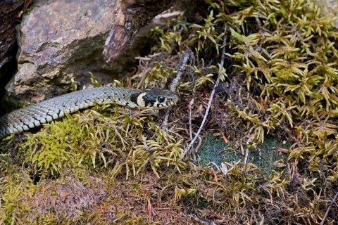Grass snake (Natrix natrix), Bavaria, Germany, Europe