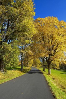 Country road with trees in autumn, autumn foliage, birch trees, avenue, Bavaria, Federal Republic