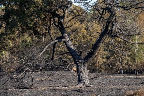 Consequences of a forest fire in the German-Dutch border region near Niederkrüchten-Elmpt, in the