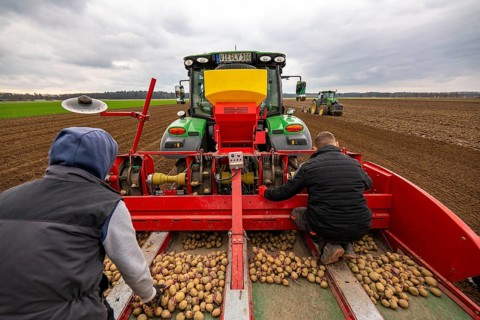 Early potatoes are laid in the soil of the field with a planting machine, tractor with roundabout