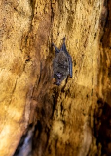 Bat hanging inside a hollow tree, tropical rainforest, Corcovado National Park, Osa Peninsula,