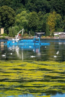 Mowing boat Nimmersatt, of the Ruhrverband, tries to keep the green plant carpet on the Lake