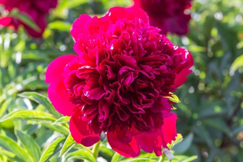 Pink peony flower in a botanical garden