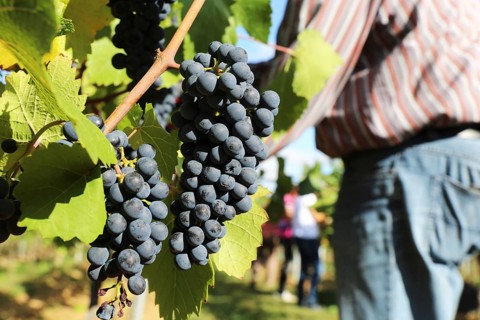 Grape grape harvest: Hand-picking Pinot Noir grapes in a vineyard in the Palatinate