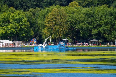 Mowing boat Nimmersatt, of the Ruhrverband, tries to keep the green plant carpet on the Lake