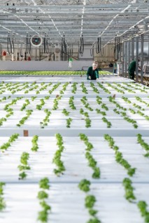 Agriculture, herb nursery, basil seedlings, growing in a greenhouse