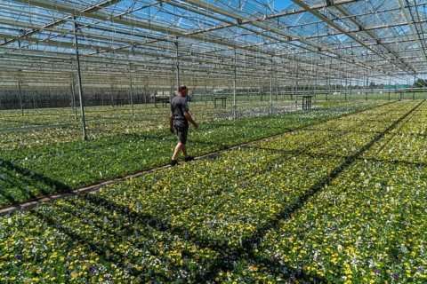 Horticultural business, greenhouse, various types of potted plants are grown here to be sold in