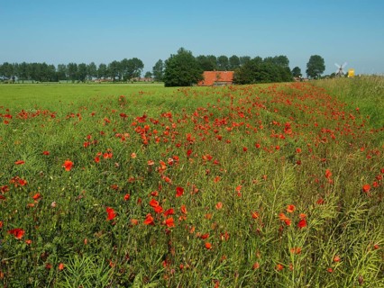 Poppy field with cornflowers, near Caroliensiel, East Frisia, Germany, Europe