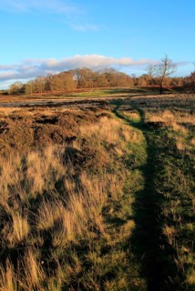 Winter landscape of deciduous trees and heather plants on heathland, Sutton Heath Suffolk, England,