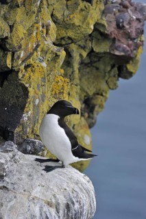 Razorbill (Alca torda) resting on ledge in cliff face at the Fowlsheugh RSPB reserve, Scotland, UK