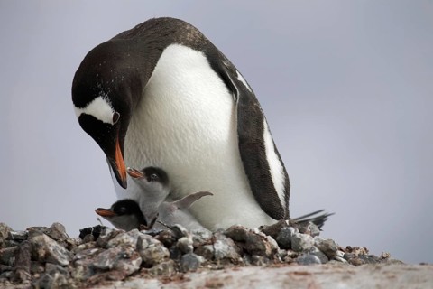 Gentoo Penguin (Pygoscelis papua) with chicks on nest in rookery at Petermann Island, Antarctica