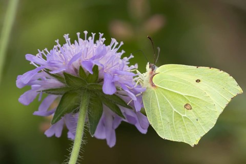 Brimstone butterfly (Gonepteryx rhamni) adult male insect feeding on a Field scabious flower in the