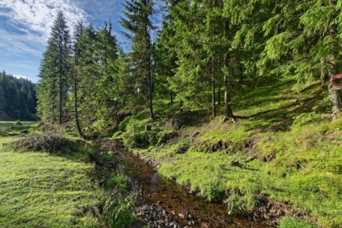 Meadow landscape on the Romanian national road DN75 by the Paraul Vartopu stream. Vartop, Alba