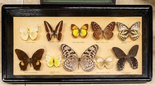 Mounted tropical butterflies in display case