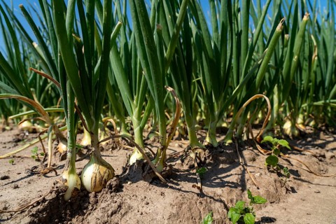 Agriculture, field with onions, Niederkrüchten, North Rhine-Westphalia, Germany, Europe
