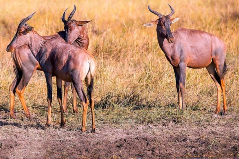 Africa, Botswana, antelope, lyrebird, Botswana, Africa