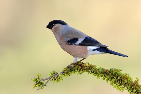 Eurasian bullfinch (Pyrrhula pyrrhula), female, sitting on a branch covered with moss, Animals,