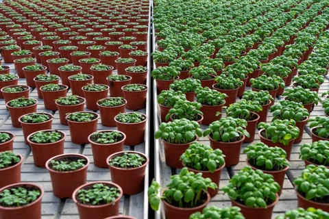 Agriculture, herb gardening, basil plants in pots, in various stages of growth, in a greenhouse