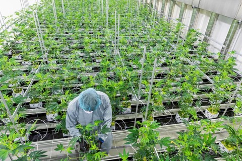 DEU/Saxony/Ebersbach The Saxon cannabis producer Demecan is now the first German company to be