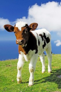 Madeira, Portugal, beef, veal, cattle, Madeira, Portugal, Europe