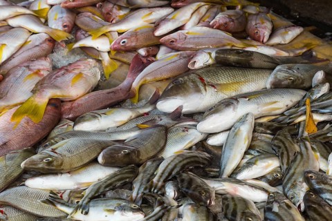 Different types of snappers on the market