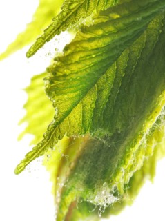 Chestnut, common horse-chestnut (Aesculus hippocastanum), young leaves, resin droplets and fine
