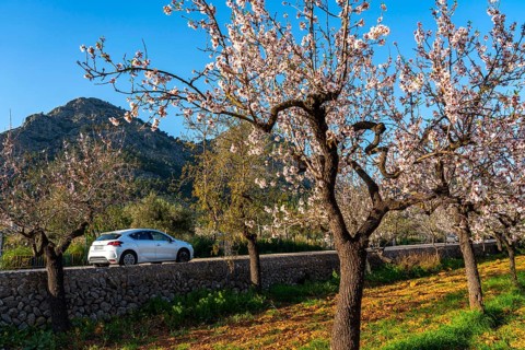 Almond blossom on Majorca, from January to March many hundreds of thousands of almond trees blossom