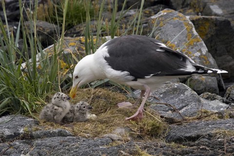 Great black-backed gull with chicks, (Larus marinus), Europe, Sweden, Great black-backed gull,