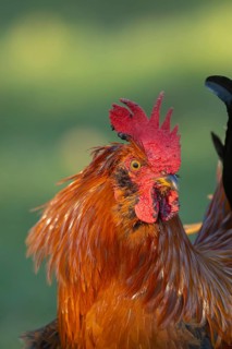 Chicken (Gallus gallus domesticus) adult male rooster or cockerel bird head portrait, England,