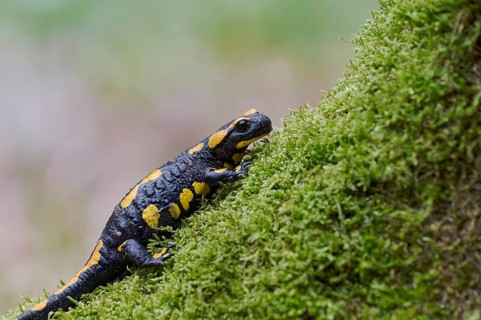 Fire salamander (Salamandra salamandra), Lower Saxony, Germany, Europe