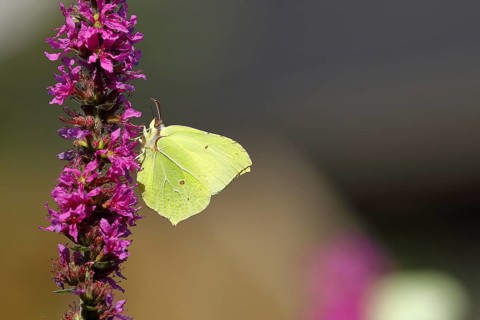 Brimstone (Gonepteryx rhamni) feeding on a flower of purple loosestrife (Lythrum salicaria), with