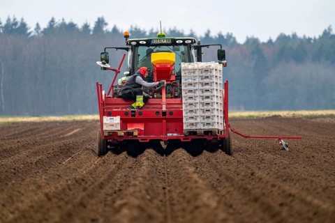 Early potatoes are placed in the soil of the field with a planting machine, Agriculture, Spring