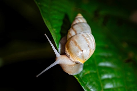 Snail with snail shell (Gastropoda) on a leaf at night in the tropical rainforest, Refugio Nacional