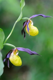 Lady's slipper (Cypripedium calceolus), Emsland, Lower Saxony, Germany, Europe