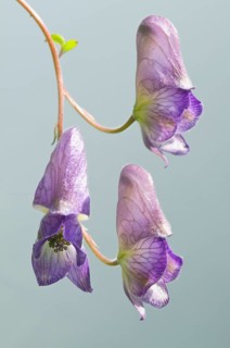 Monkshood (Aconitum volubile), Emsland, Lower Saxony, Germany, Europe